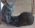 pingo,peleca,nina