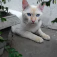 SÍRIO