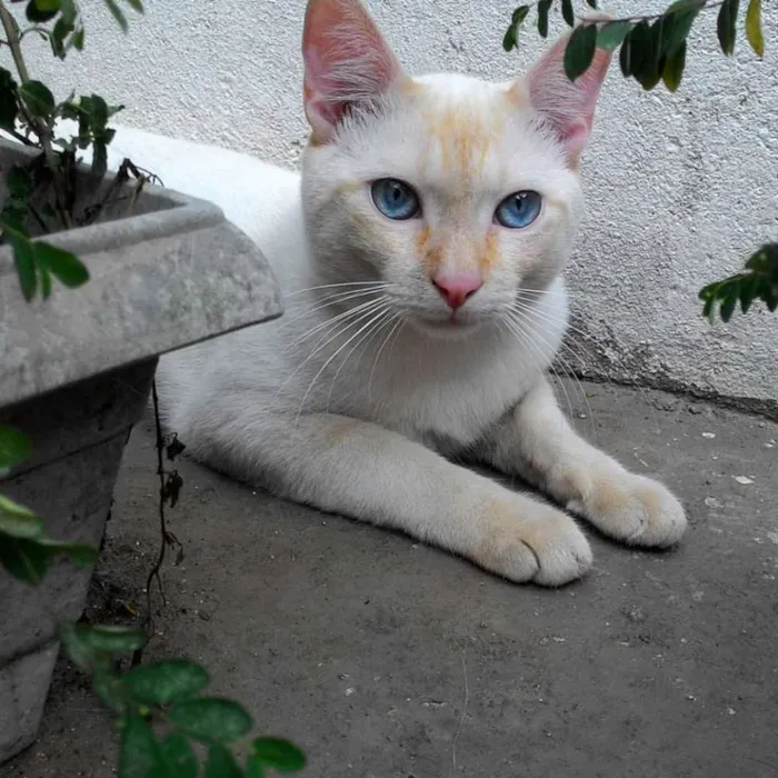 Gato ra a SRD idade 7 a 11 meses nome SÍRIO