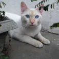 SÍRIO