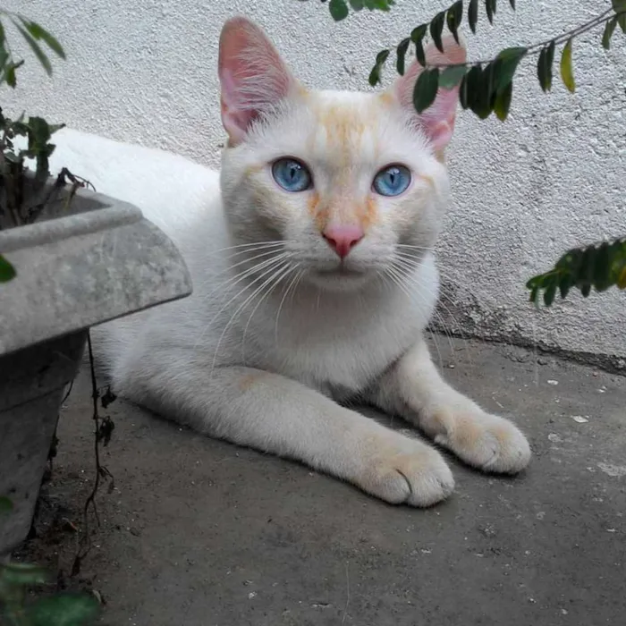 Gato ra a SRD idade 7 a 11 meses nome SÍRIO