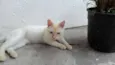 SÍRIO