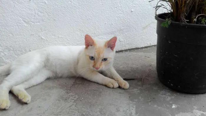 Gato ra a SRD idade 7 a 11 meses nome SÍRIO