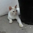 SÍRIO
