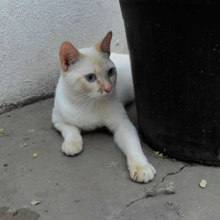 Gato ra a SRD idade 7 a 11 meses nome SÍRIO