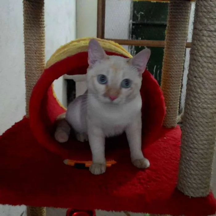 Gato ra a SRD idade 7 a 11 meses nome SÍRIO