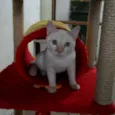 SÍRIO