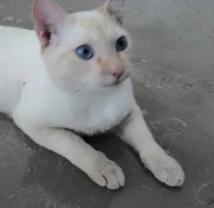 Gato raça SRD idade 7 a 11 meses nome SÍRIO