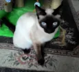 NINÍ