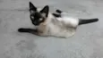 NINÍ