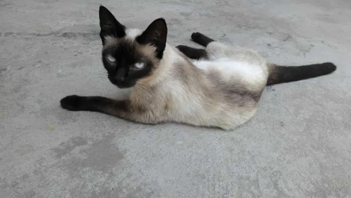Gato ra a SRD idade 2 a 6 meses nome NINÍ