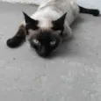 NINÍ