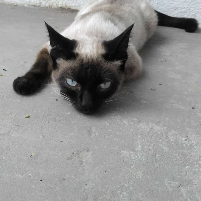 Gato ra a SRD idade 2 a 6 meses nome NINÍ