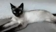 NINÍ