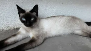 Gato raça SRD idade 2 a 6 meses nome NINÍ