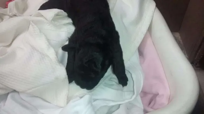 Cachorro raça Poodle com pedigree  idade 1 ano nome Bob