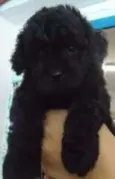 Bob