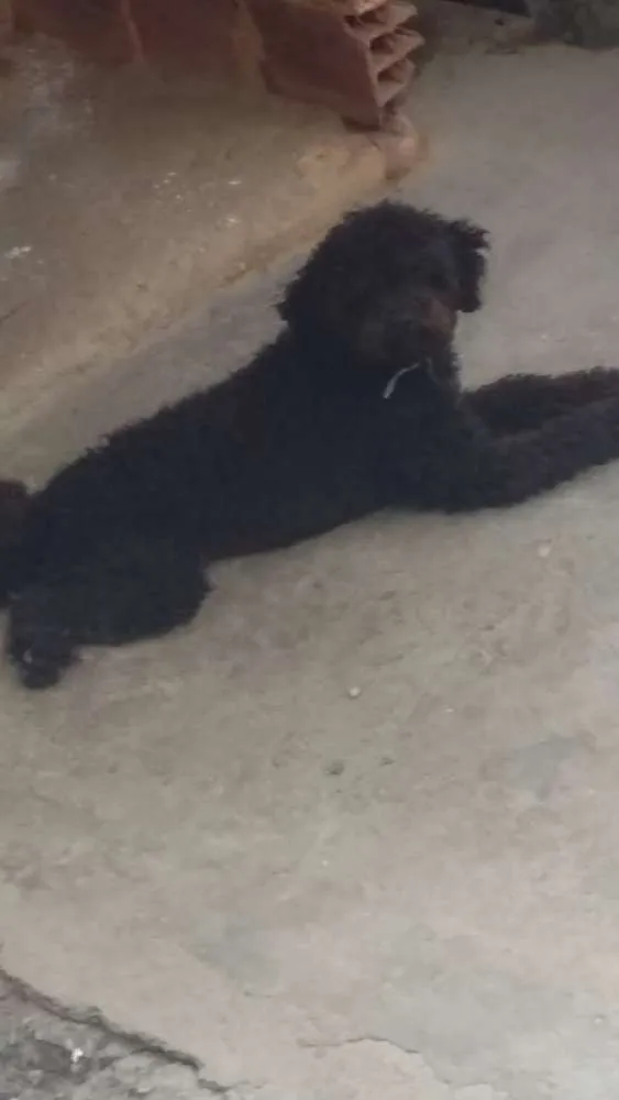 Cachorro raça Poodle com pedigree  idade 1 ano nome Bob