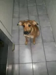Penelope