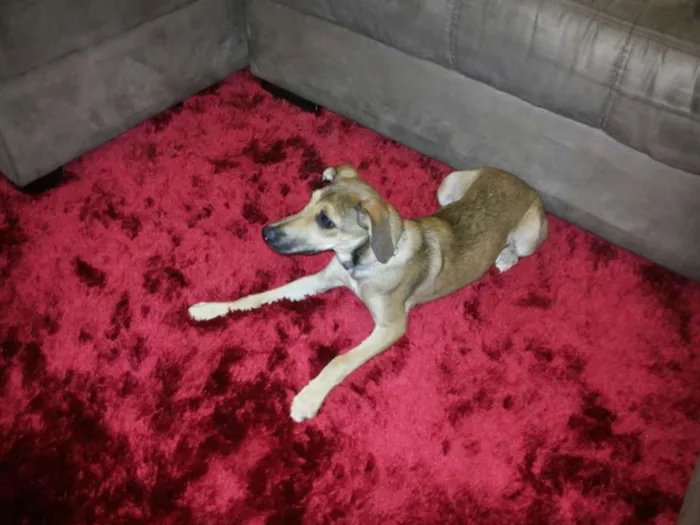 Cachorro ra a Indefinida idade 2 a 6 meses nome Penelope