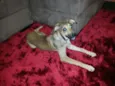 Penelope