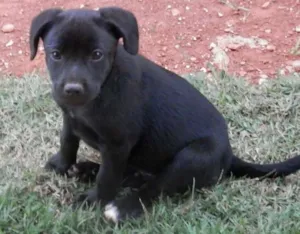 Cachorro raça SRD idade 2 a 6 meses nome -