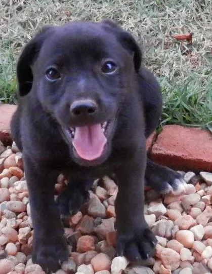 Cachorro ra a SRD idade 2 a 6 meses nome -