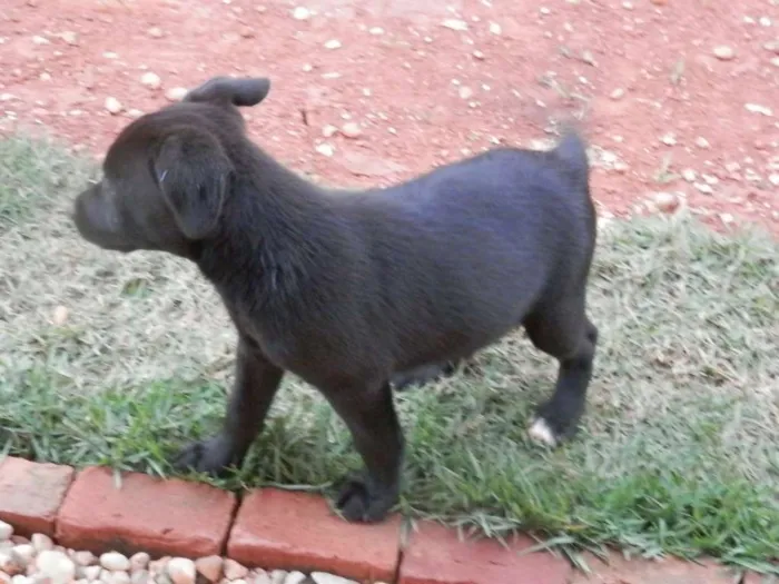 Cachorro ra a SRD idade 2 a 6 meses nome -