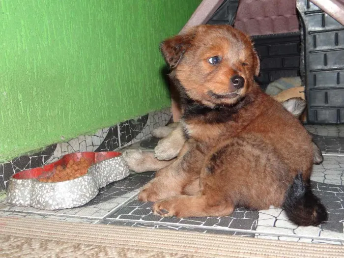 Cachorro raça SRD idade Abaixo de 2 meses nome Bigode e Chico