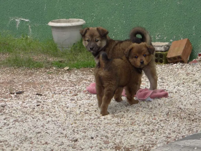 Cachorro raça SRD idade Abaixo de 2 meses nome Bigode e Chico