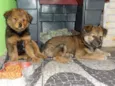 Bigode e Chico