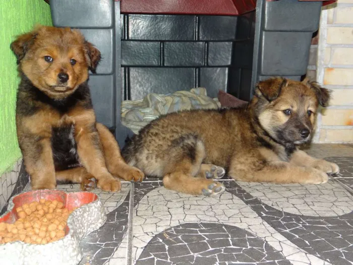Cachorro raça SRD idade Abaixo de 2 meses nome Bigode e Chico