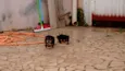 SÃO SETE