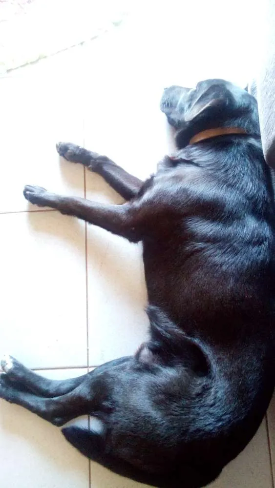 Cachorro ra a Labrador com outra raça desconhecida  idade 3 anos nome Snoop