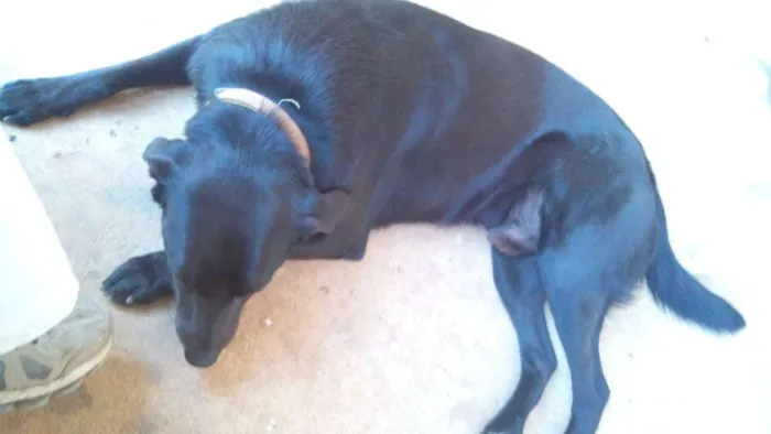 Cachorro ra a Labrador com outra raça desconhecida  idade 3 anos nome Snoop