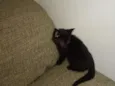 Mini Vader
