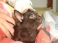 Mini Vader