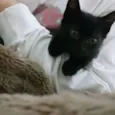 Mini Vader