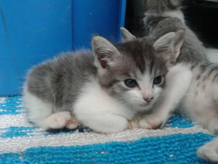 Gato ra a SRD idade Abaixo de 2 meses nome FILHOTES