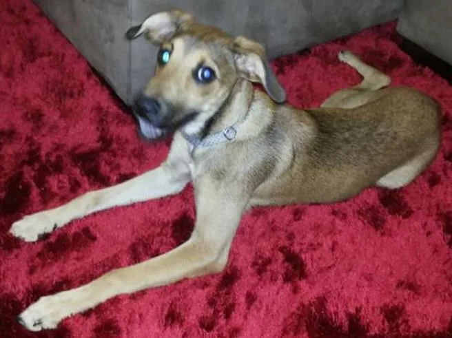 Cachorro ra a Indefinida idade 2 a 6 meses nome Penelope