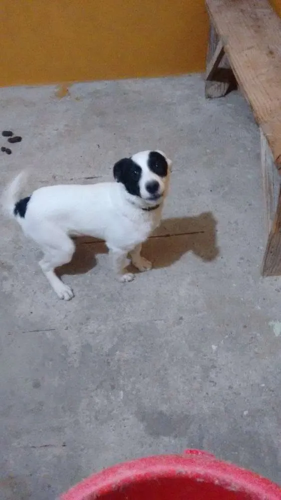 Cachorro raça Mestiço idade 2 a 6 meses nome Billy