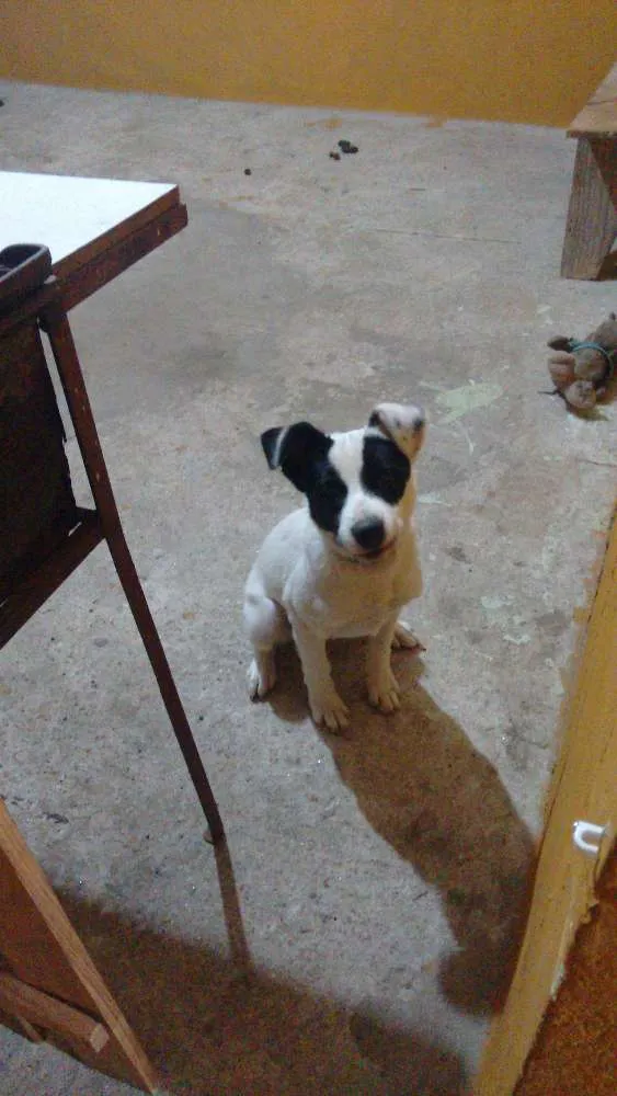 Cachorro raça Mestiço idade 2 a 6 meses nome Billy