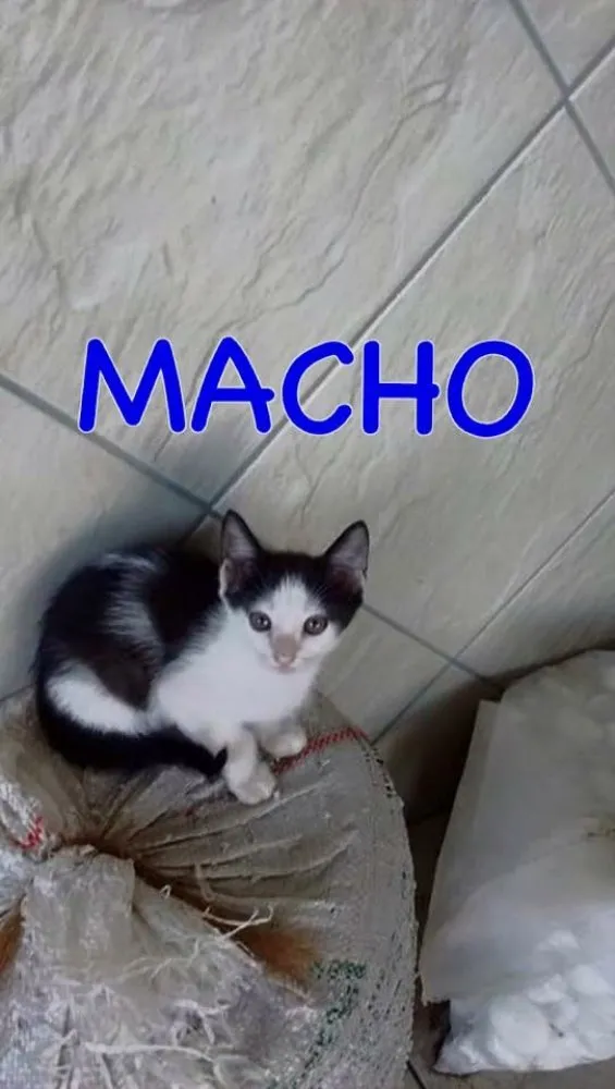 Gato ra a SRD  idade 2 a 6 meses nome Zeus