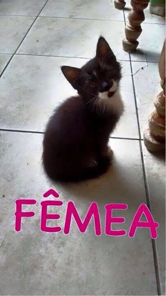 Gato ra a SRD  idade 2 a 6 meses nome Frida