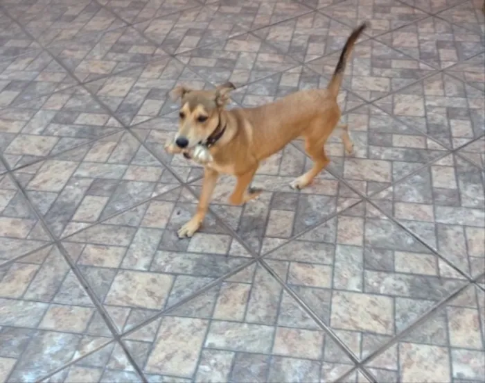 Cachorro raça Indefinida idade 7 a 11 meses nome Luke