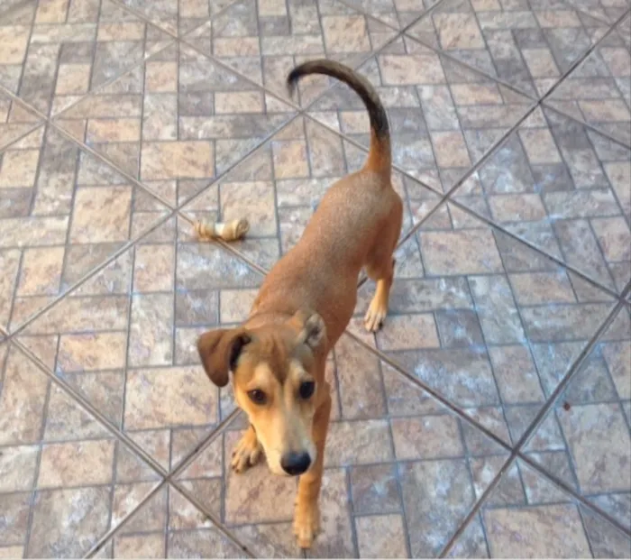 Cachorro raça Indefinida idade 7 a 11 meses nome Luke