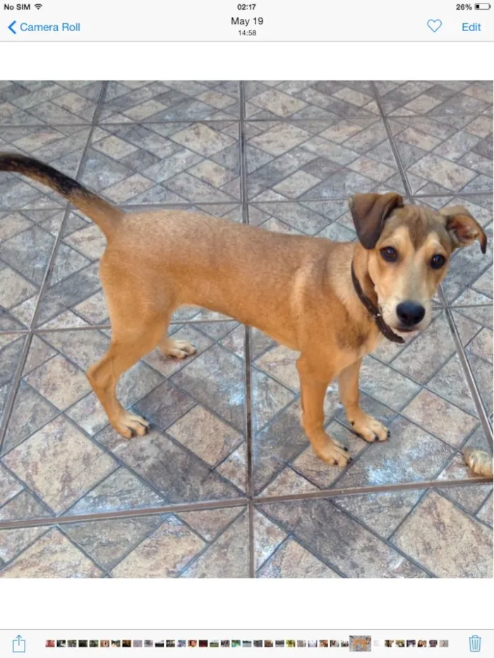 Cachorro raça Indefinida idade 7 a 11 meses nome Luke
