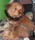 Bigode e Chico