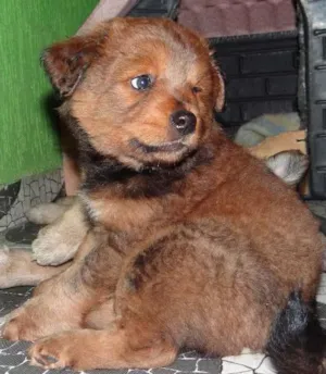 Cachorro raça SRD idade Abaixo de 2 meses nome Bigode e Chico