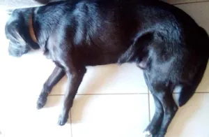 Cachorro raça Labrador com outra raça desconhecida  idade 3 anos nome Snoop